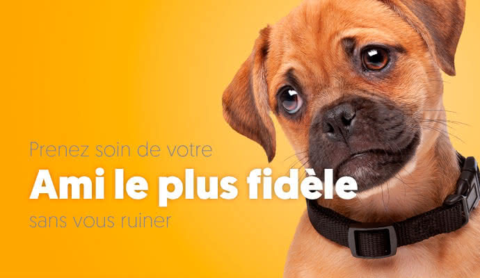 Prenez soin de vos animaux avec les produits de grandes marque que Para-prixlight vend en ligne